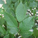 Carpe - Carpinus