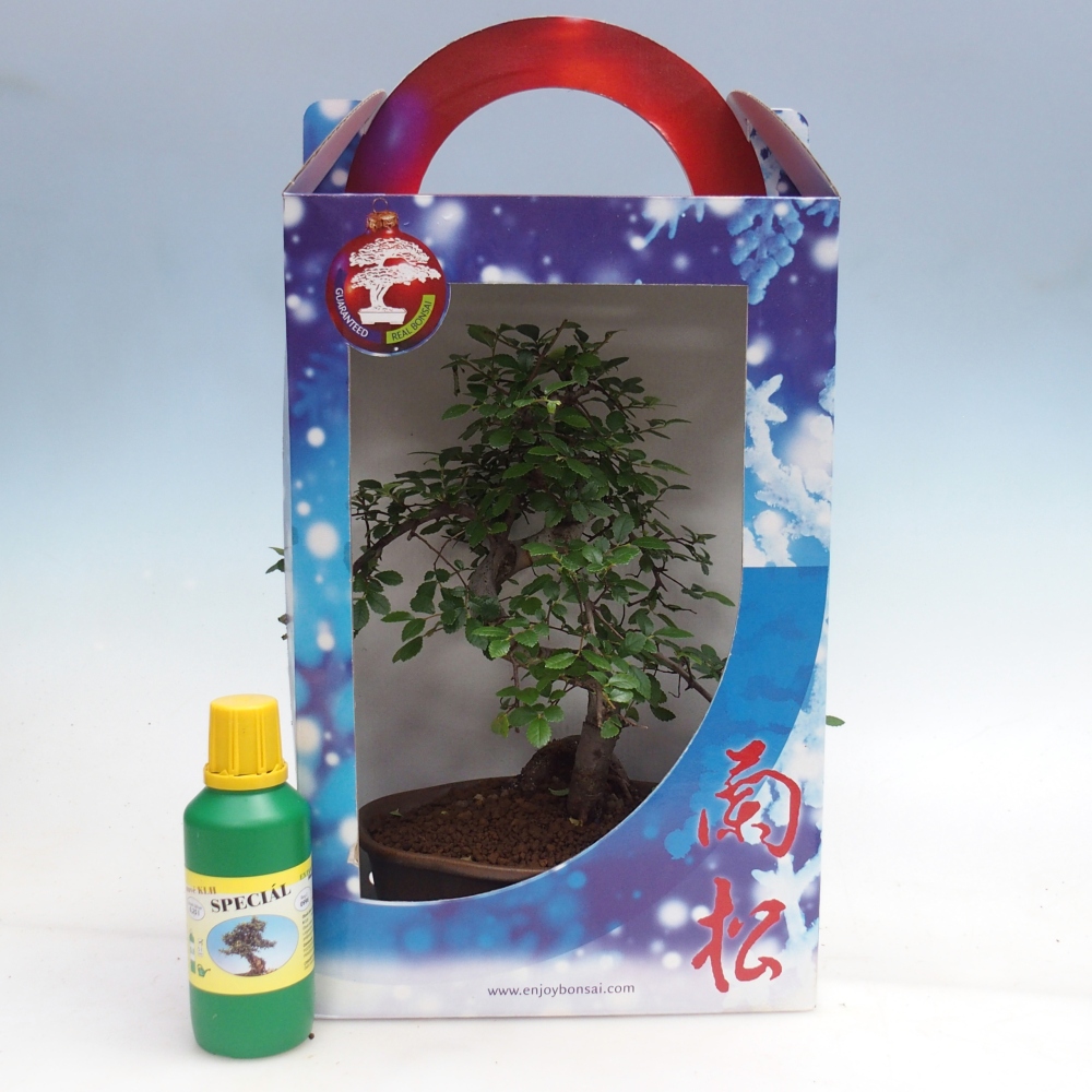 Ulmus parvifolia - Olmo chino