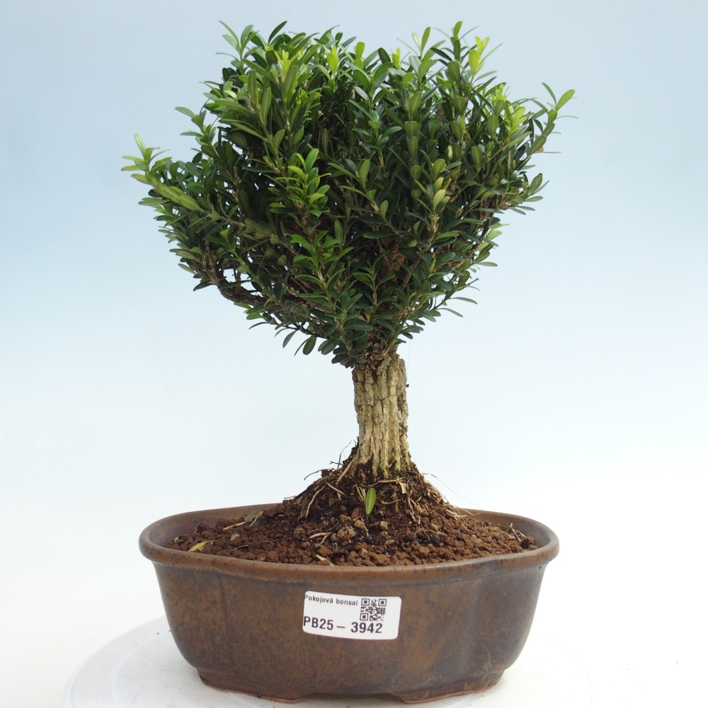 Bonsái de habitación - Buxus harlandii - buxus de corcho