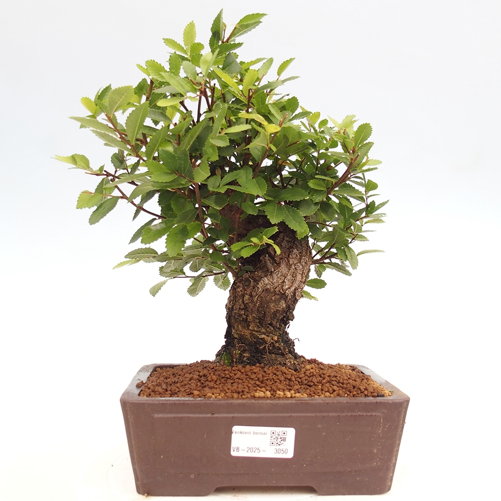 Bonsai de exterior - Zelkova - Zelkova NIRE