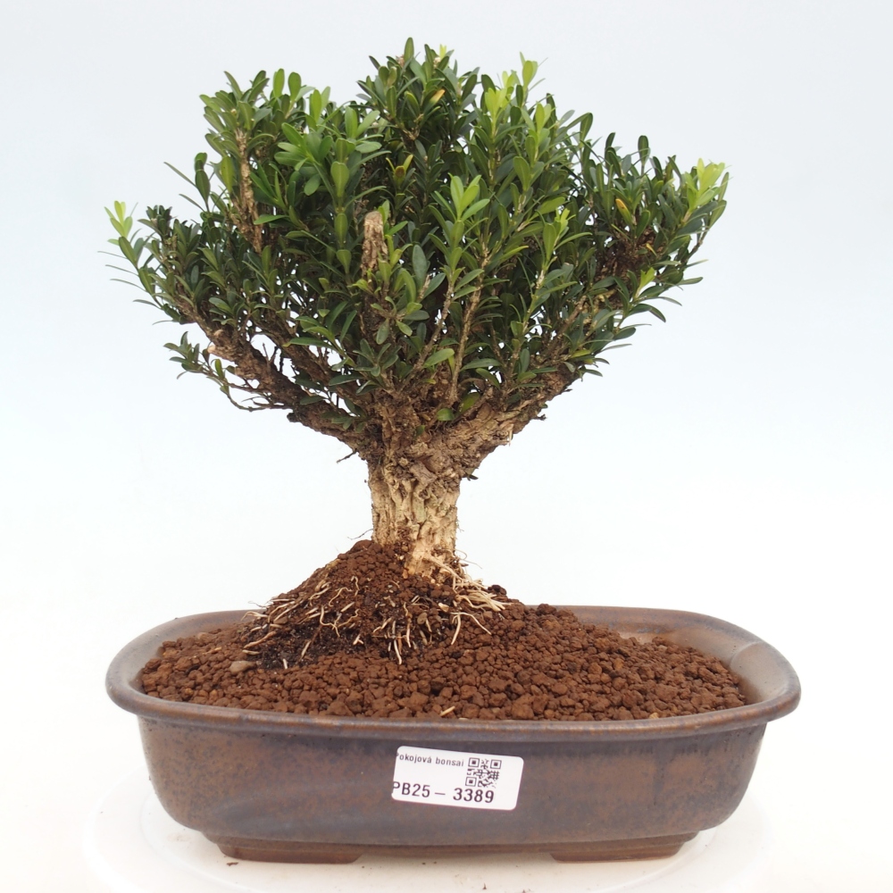 Bonsái de habitación - Buxus harlandii - buxus de corcho