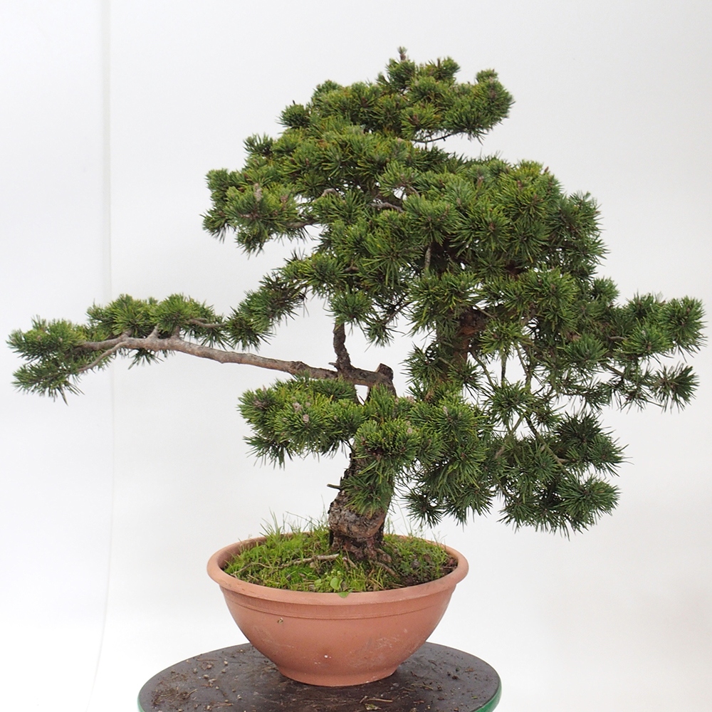 Yamadori - Pinus sylvestris España