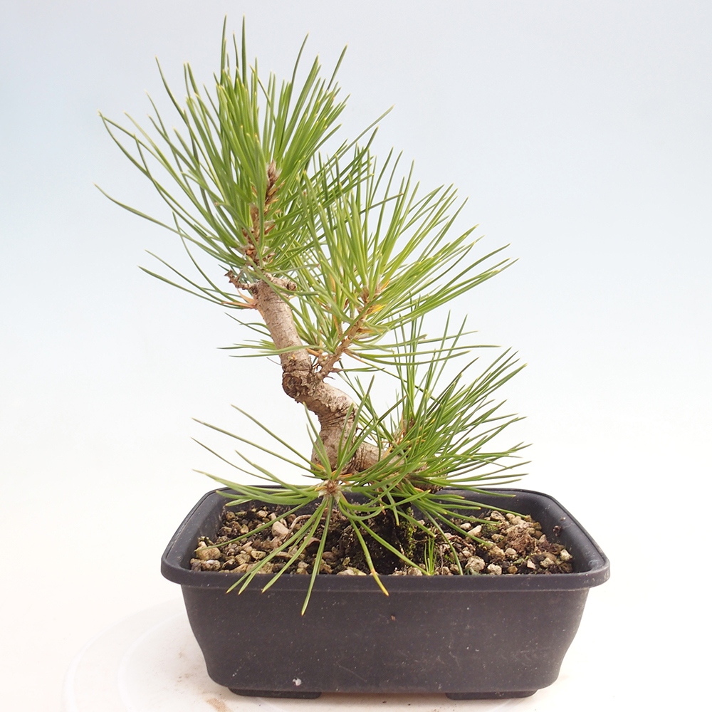 Bonsái de exterior - Pinus thunbergii - Pino Thunberg