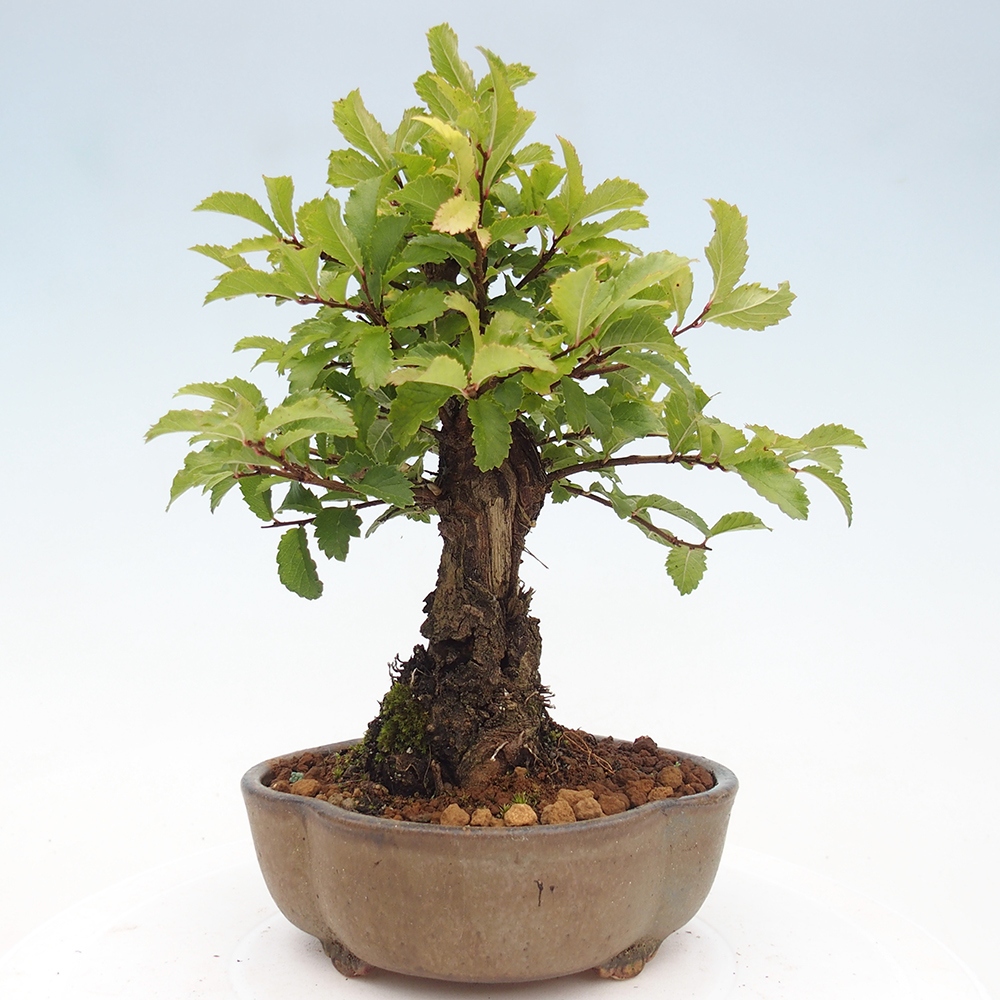 Bonsai de exterior - Zelkova - Zelkova NIRE