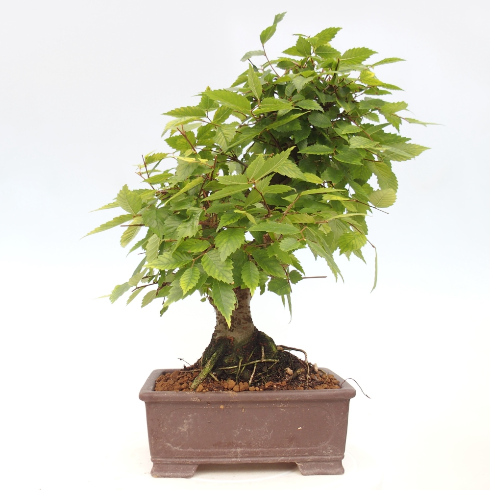Bonsai de exterior - Zelkova - Zelkova NIRE