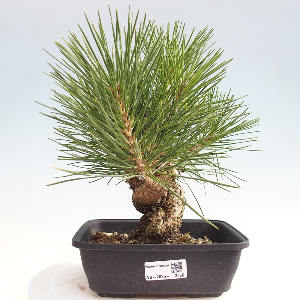 Bonsái de exterior - Pinus thunbergii - Pino Thunberg