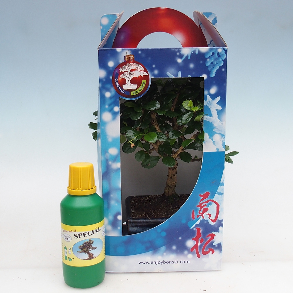 Bonsái de habitación en caja de regalo Carmona microphylla - Tea fuki