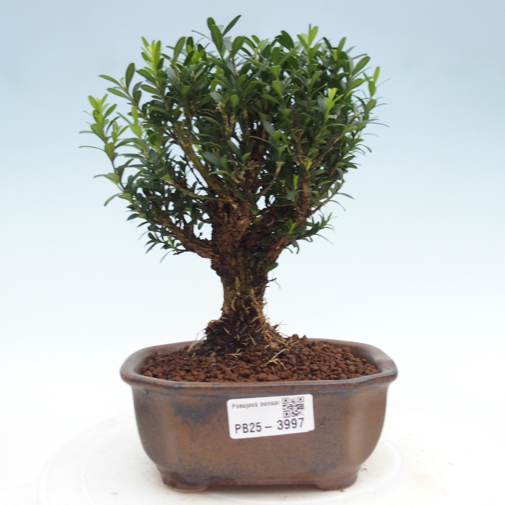 Bonsái de habitación - Buxus harlandii - buxus de corcho