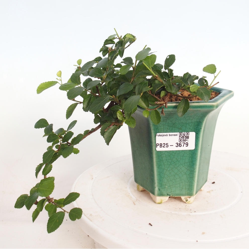 Bonsái de interior - Grewia occidentalis - Estrella de mar lavanda