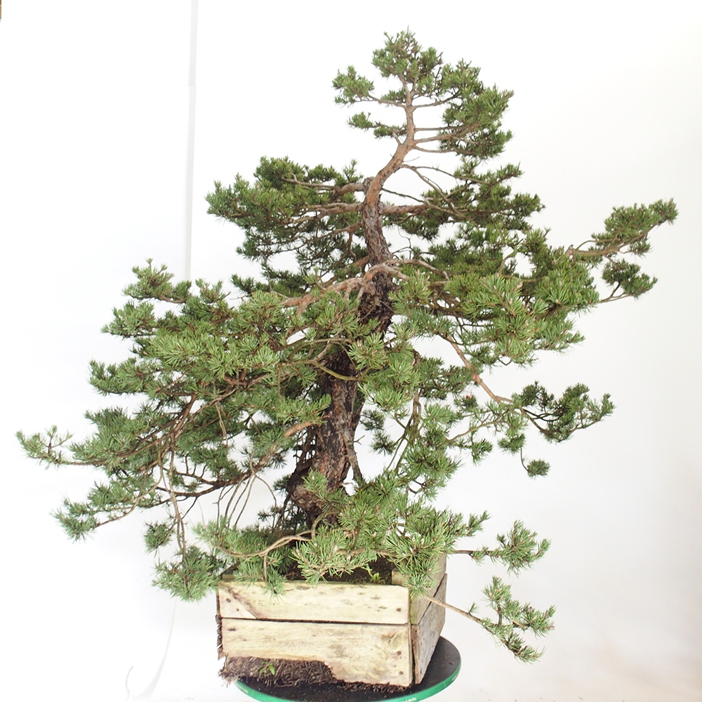 Yamadori - Pinus sylvestris España