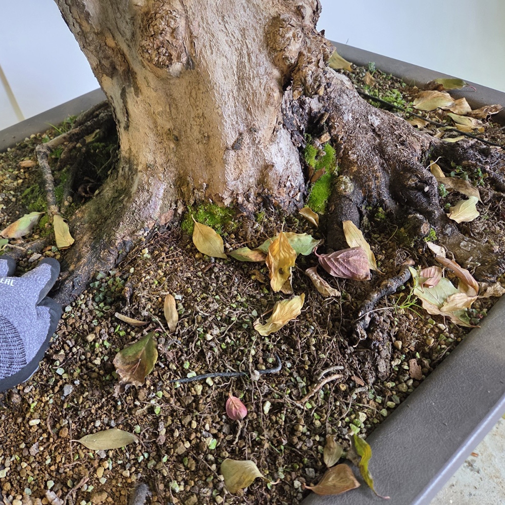 Cornejo bonsái de exterior - Cornus Mas