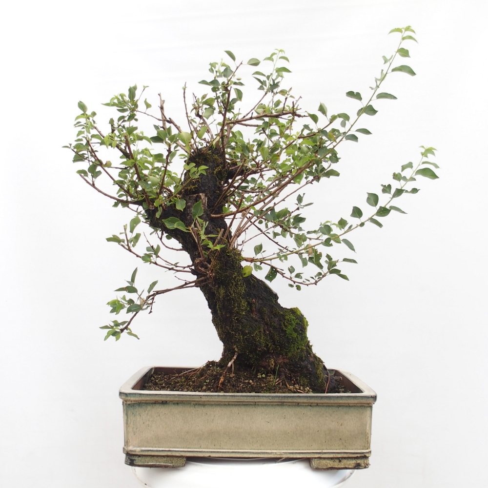 Bonsai de exterior - Mahalebka - Prunus mahaleb