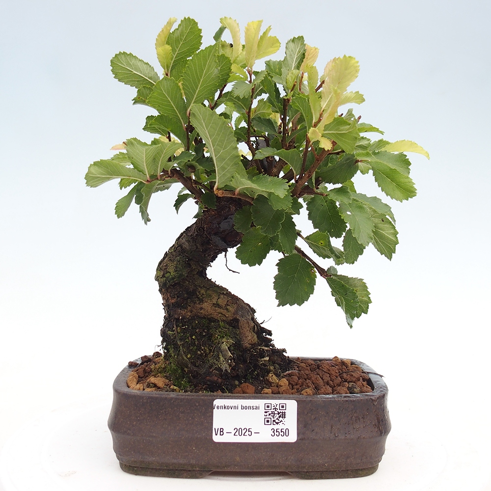 Bonsai de exterior - Zelkova - Zelkova NIRE