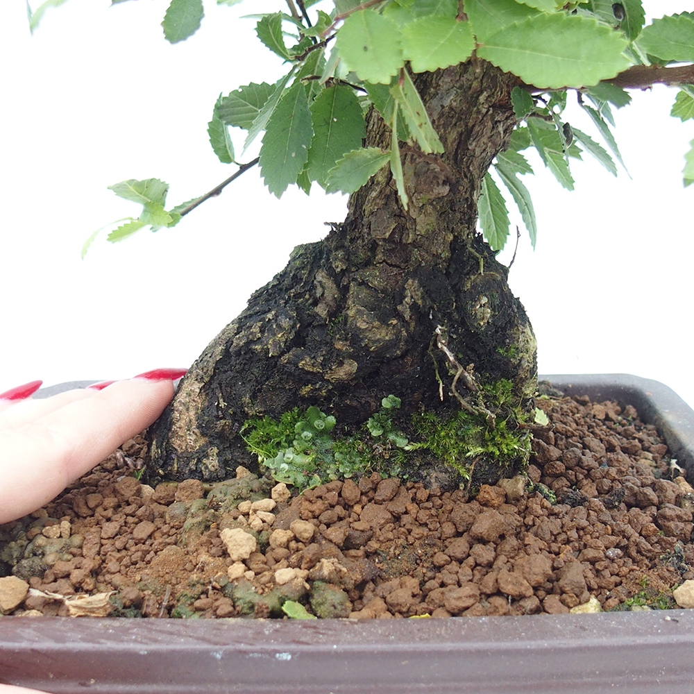 Bonsai de exterior - Zelkova - Zelkova NIRE
