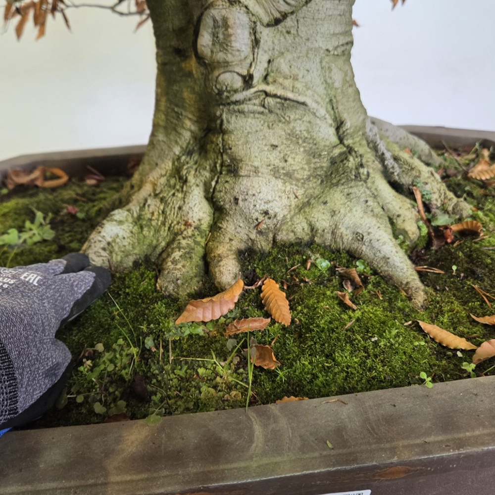 Bonsái de exterior - Fagus crenata