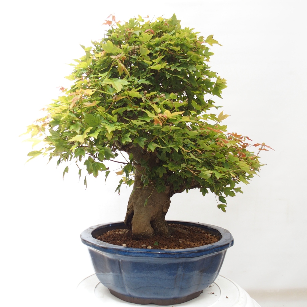 Bonsai de exterior - Acer Buergerianum - Arce hamburgués