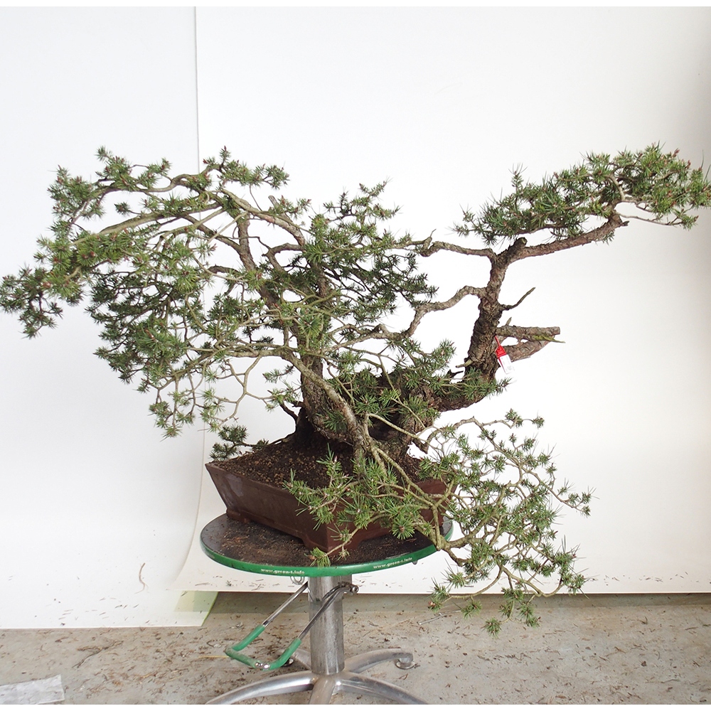 Yamadori - Pinus sylvestris España