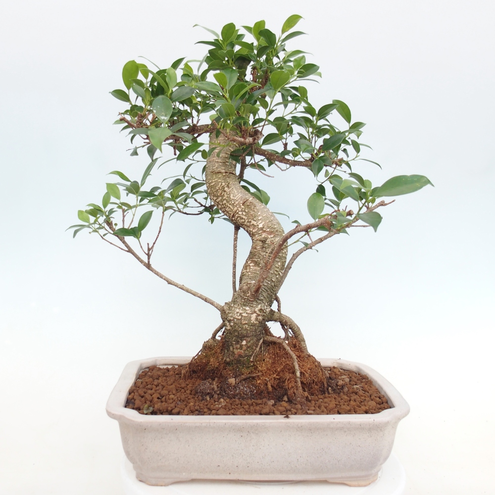 Bonsái de habitación - Ficus kimmen - ficus de hoja pequeña