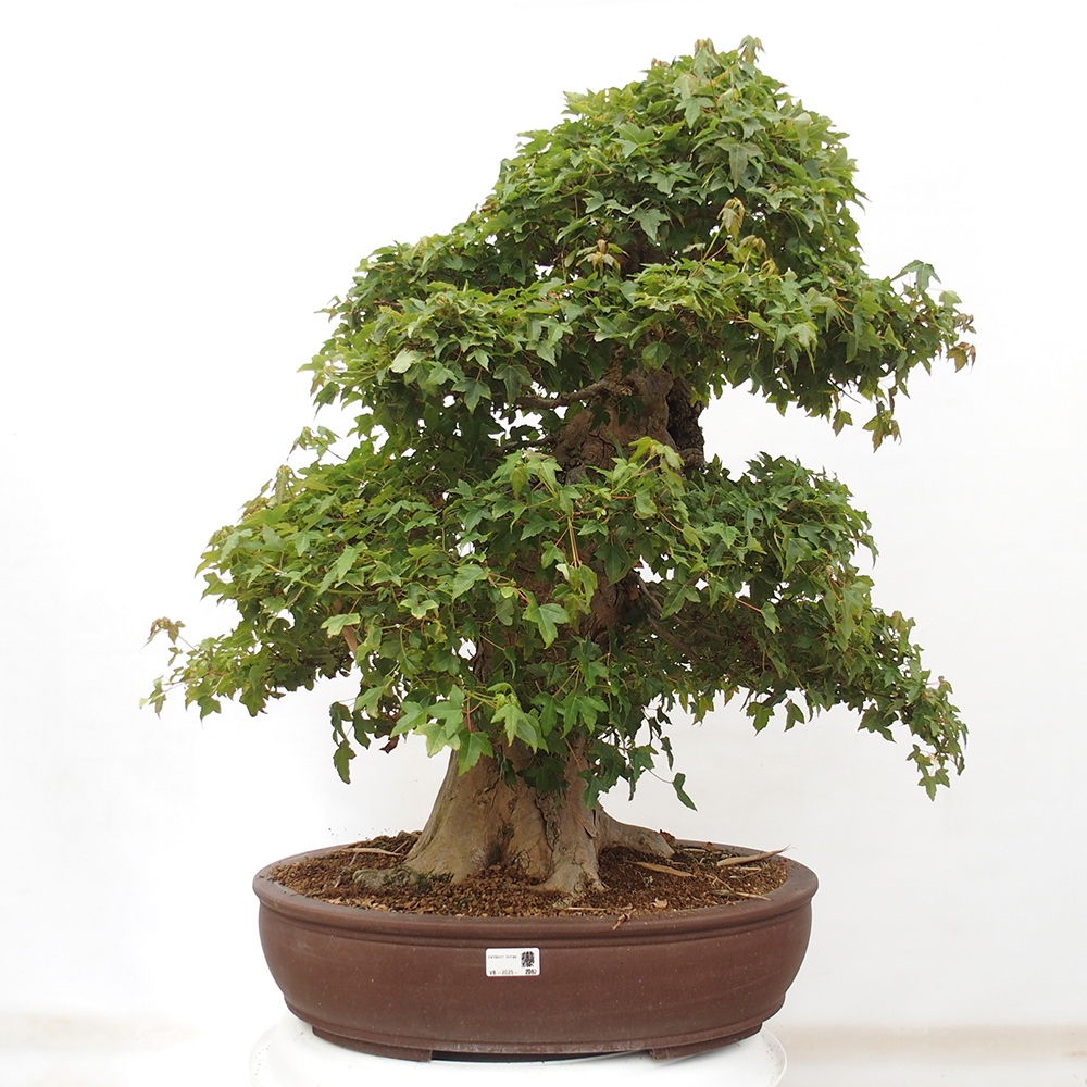 Bonsai de exterior - Acer Buergerianum - Arce hamburgués