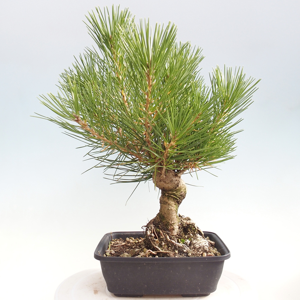 Bonsái de exterior - Pinus thunbergii - Pino Thunberg