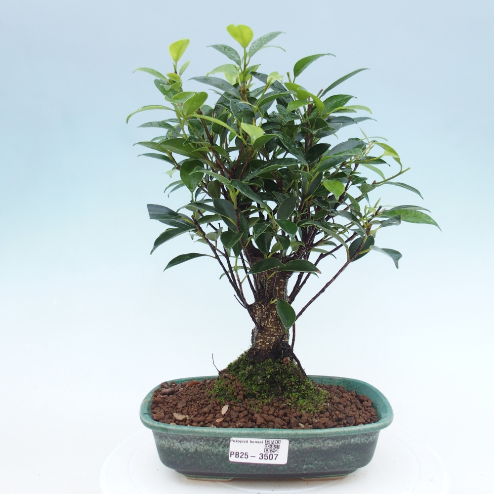 Bonsái de habitación - Ficus retusa - ficus de hoja pequeña
