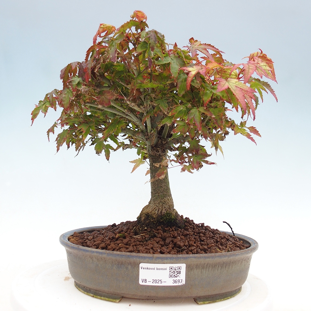 Acer palmatum KIOHIME - Arce palmito