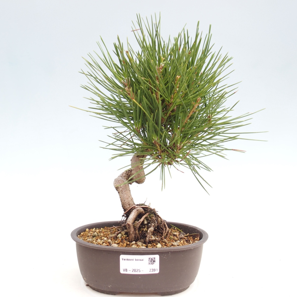 Bonsái de exterior - Pinus thunbergii - Pino Thunberg