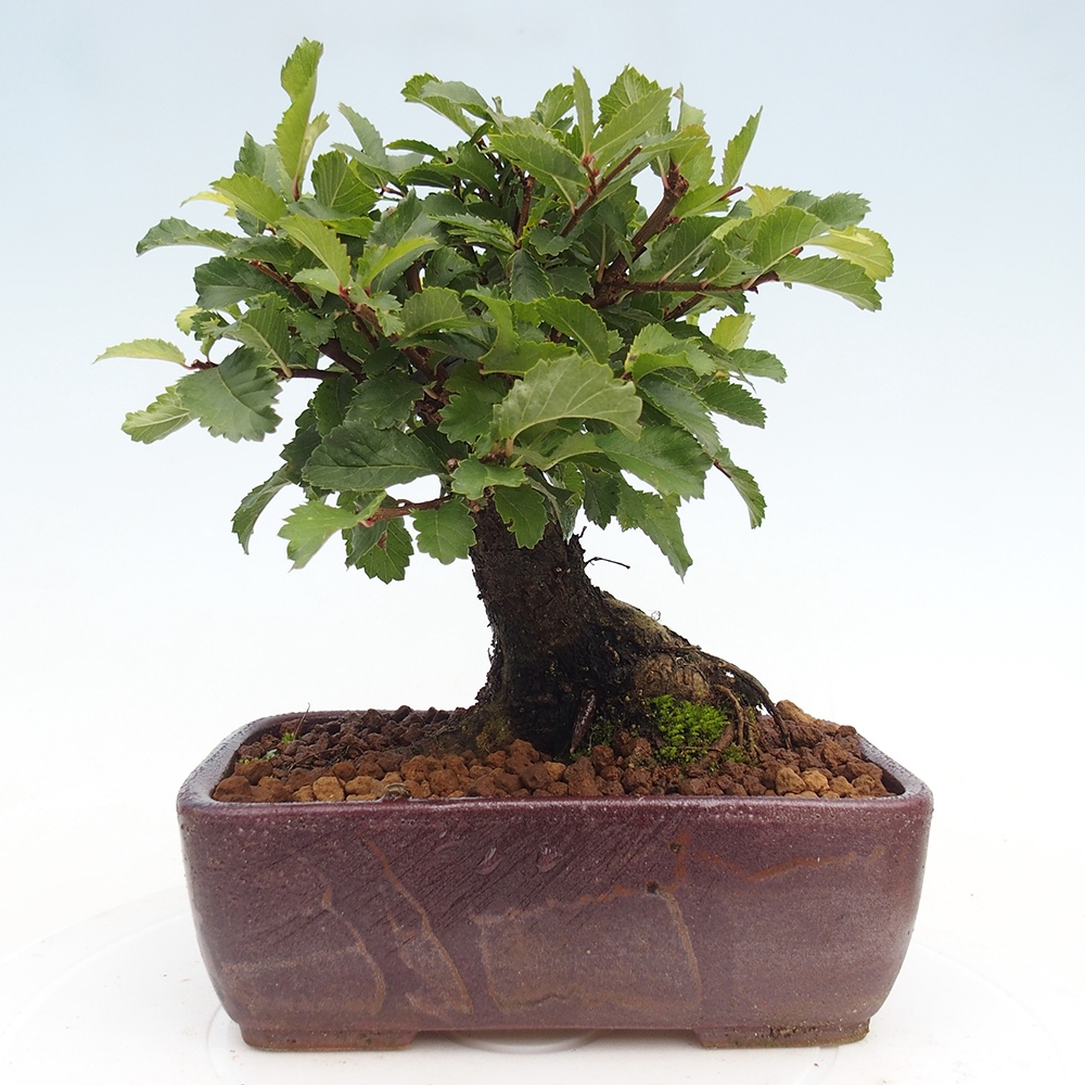 Bonsai de exterior - Zelkova - Zelkova NIRE