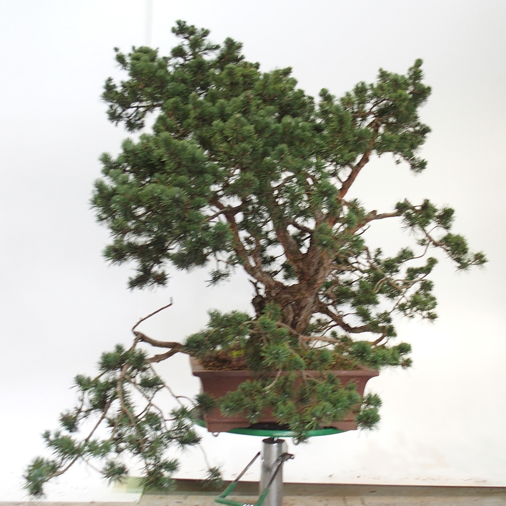 Yamadori - Pinus sylvestris España