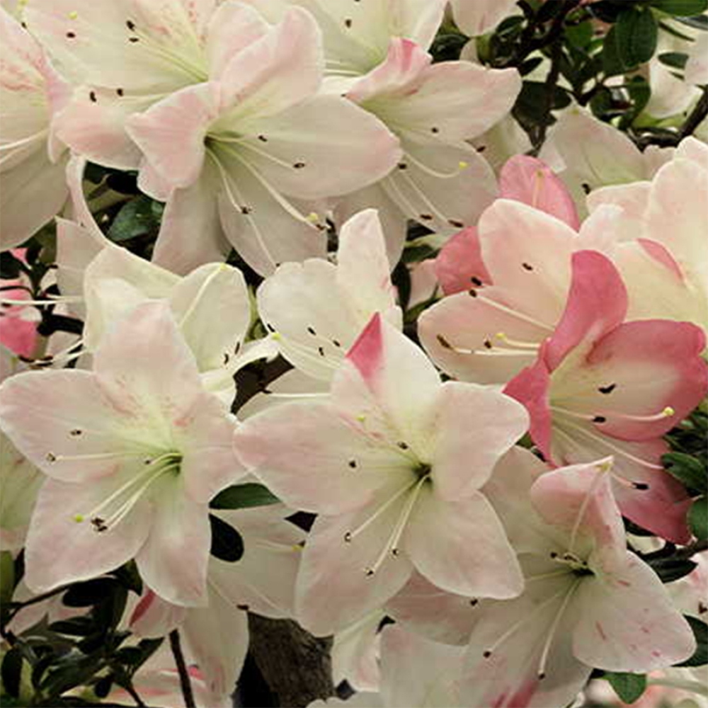 Bonsái de exterior - Azalea japonesa - Azalea Byakuren