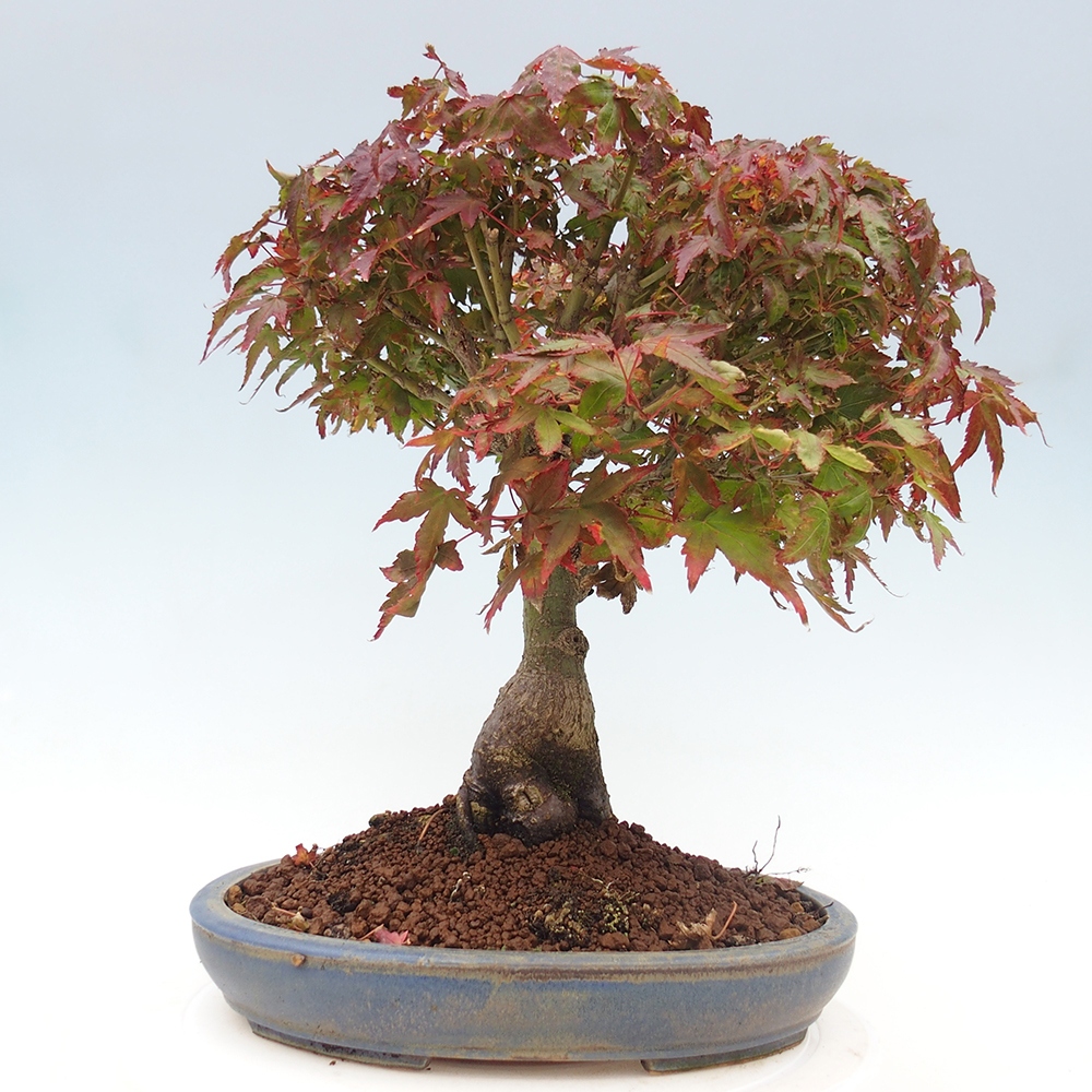 Acer palmatum KIOHIME - Arce palmito