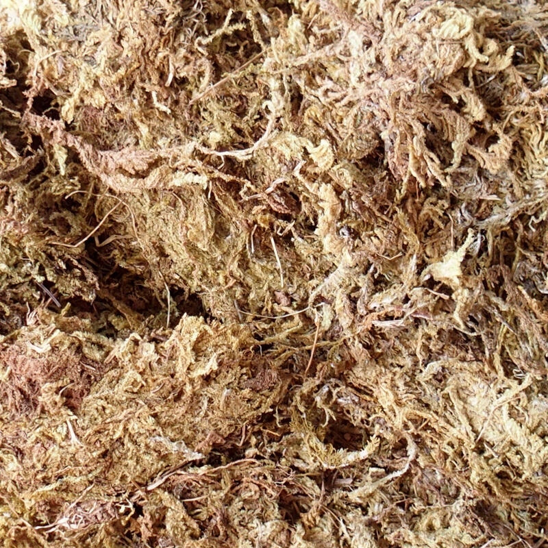 Bryophyta - musgo 100 g