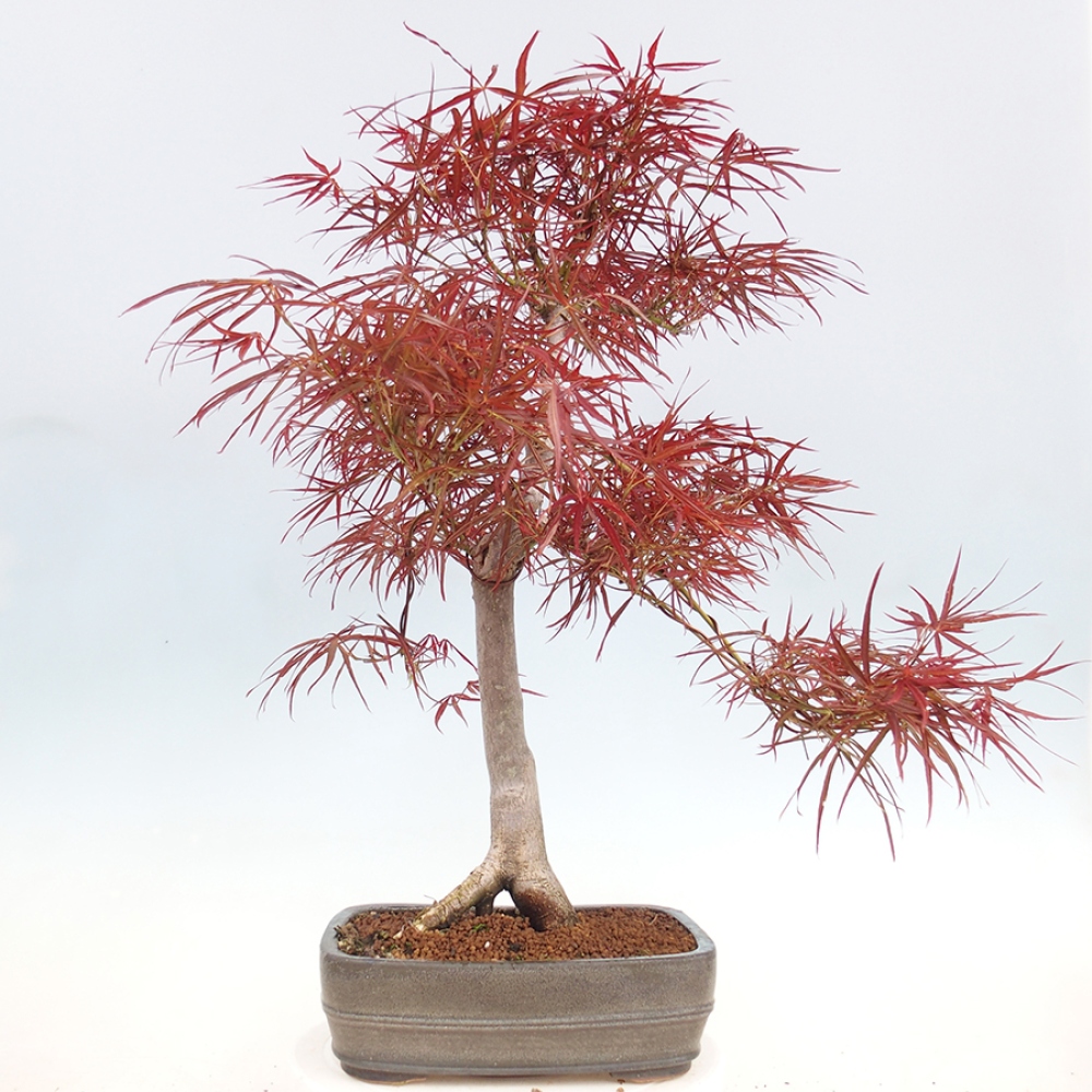 Bonsai de exterior - Acer palmatum RED PYGMY