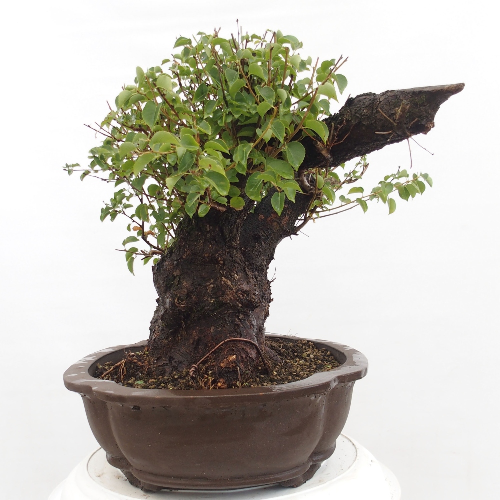 Bonsai de exterior - Mahalebka - Prunus mahaleb