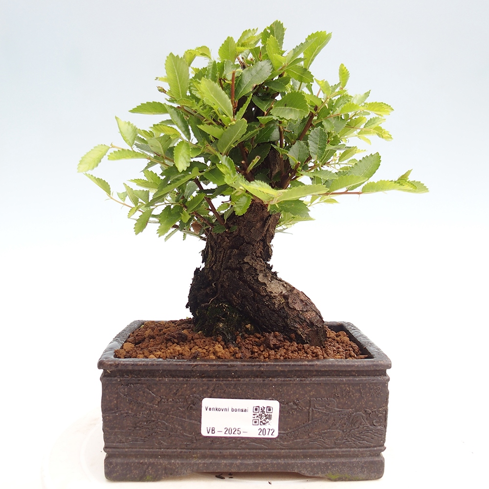 Bonsai de exterior - Zelkova - Zelkova NIRE