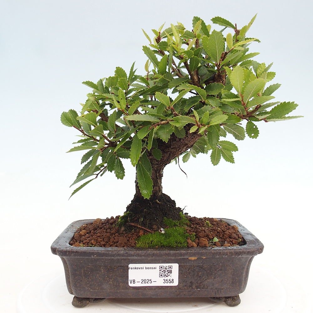 Bonsai de exterior - Zelkova - Zelkova NIRE