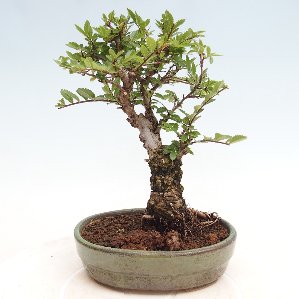 Bonsai de exterior - Zelkova - Zelkova NIRE