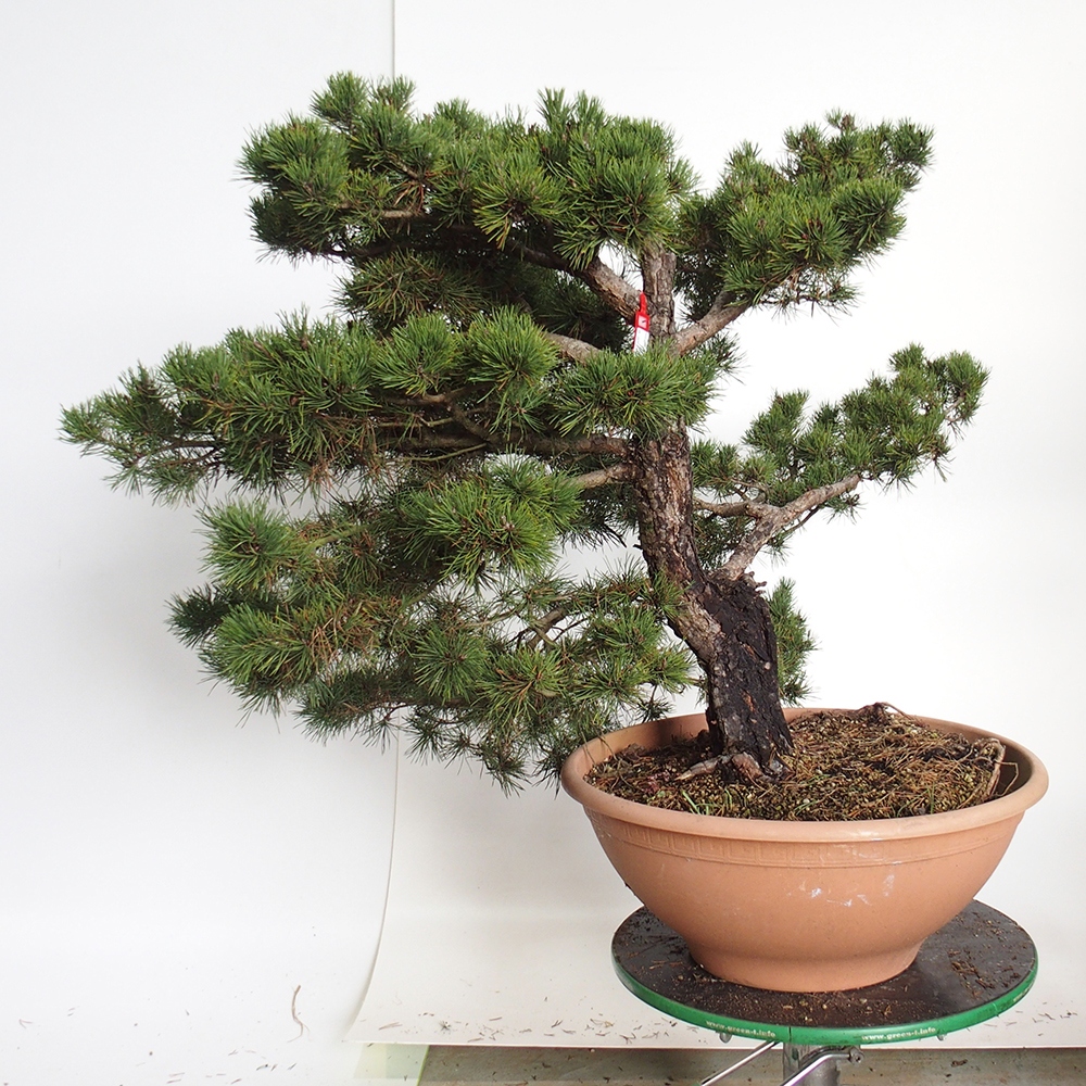 Yamadori - Pinus sylvestris España