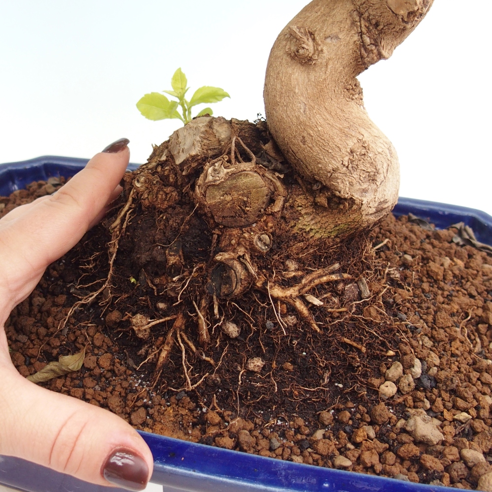 Bonsái de habitación - Duranta erecta Aurea