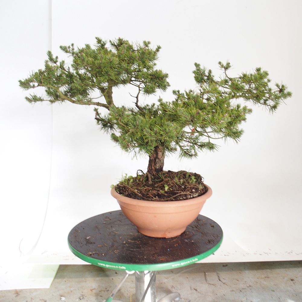 Yamadori - Pinus sylvestris España