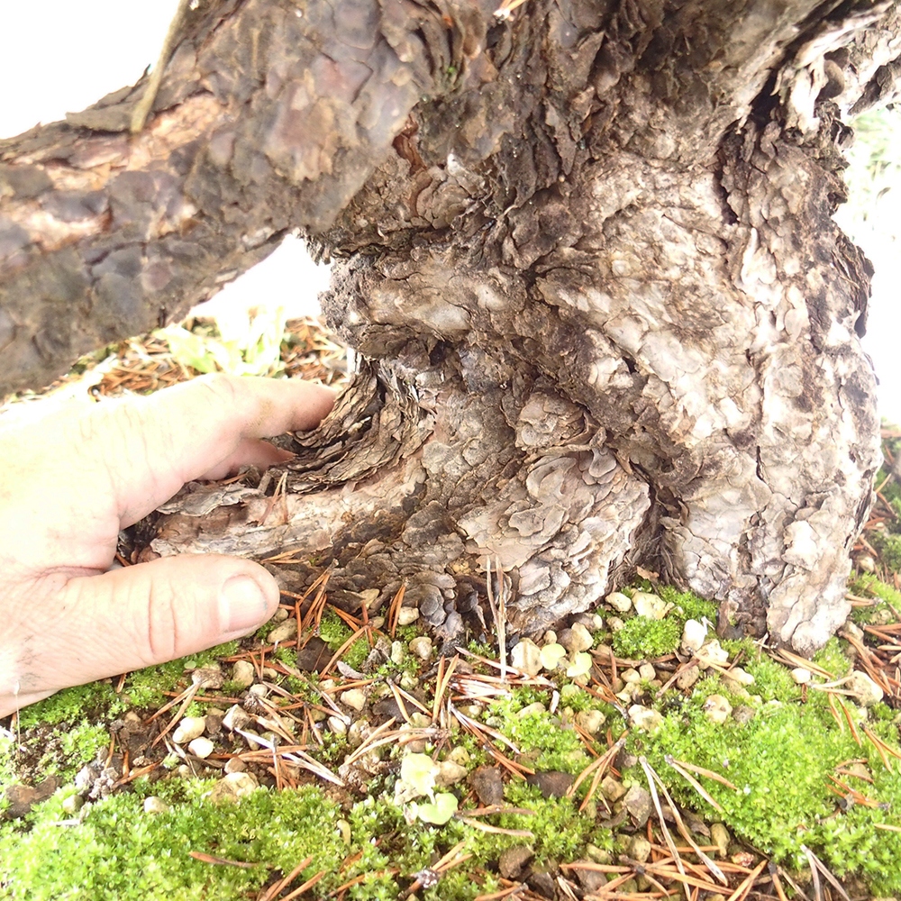 Yamadori - Pinus sylvestris España
