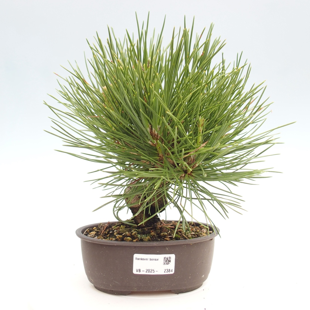 Bonsái de exterior - Pinus thunbergii - Pino Thunberg