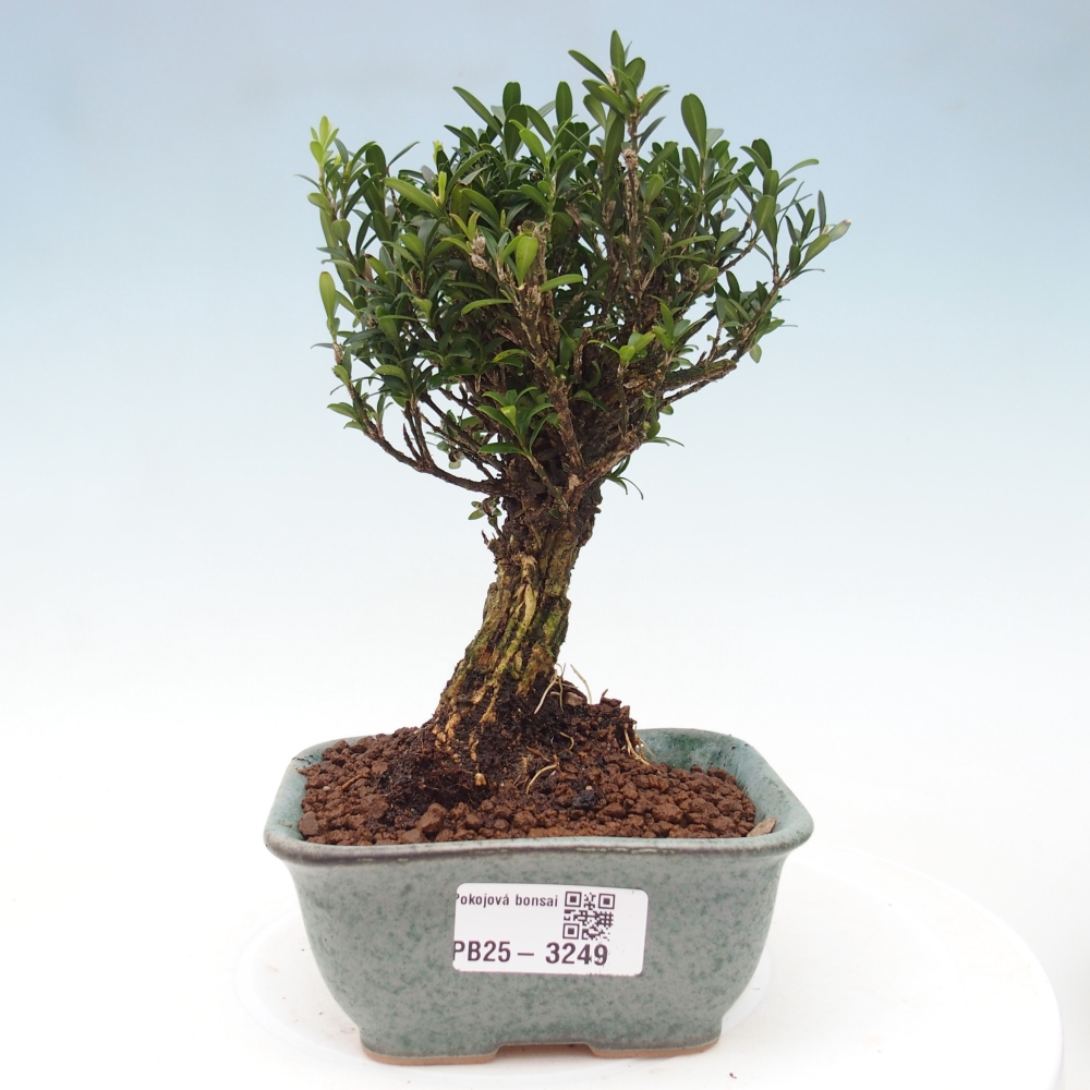 Bonsái de habitación - Buxus harlandii - buxus de corcho