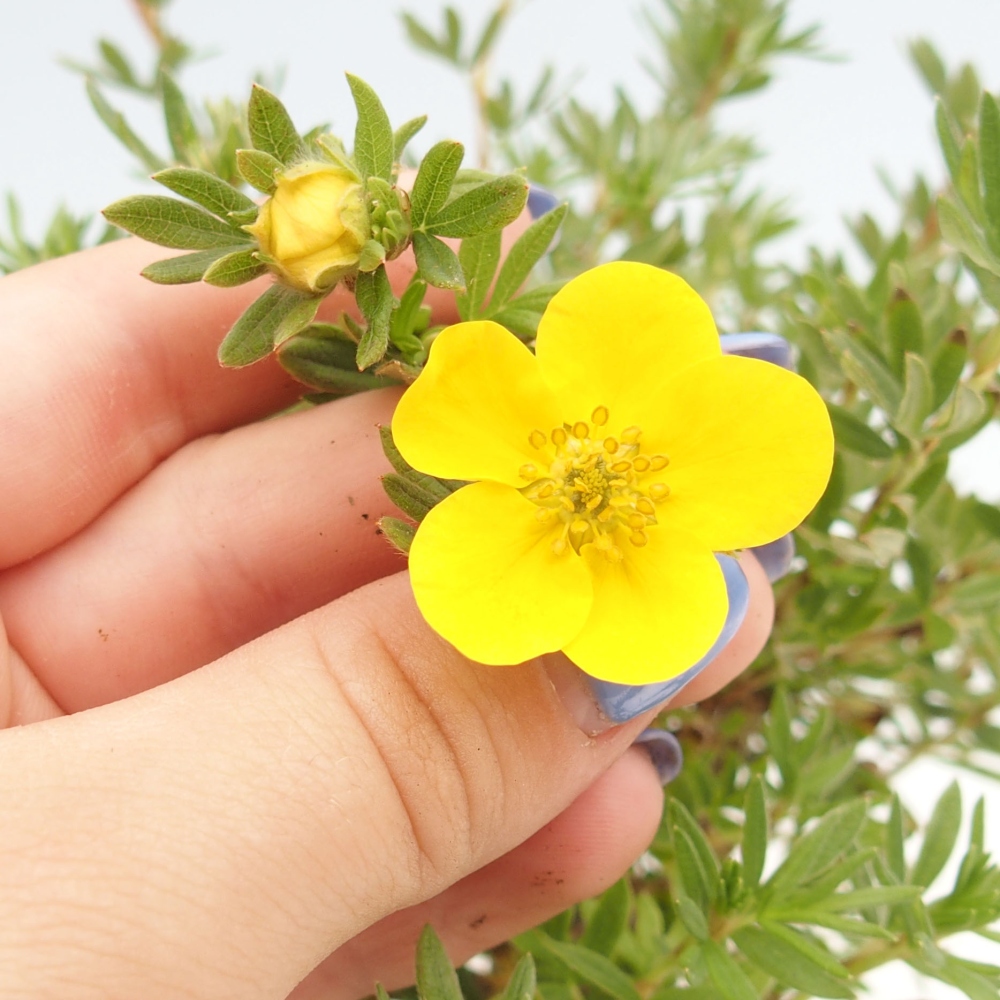 Bonsái de exterior - Potentila fruticosa yellow Bird