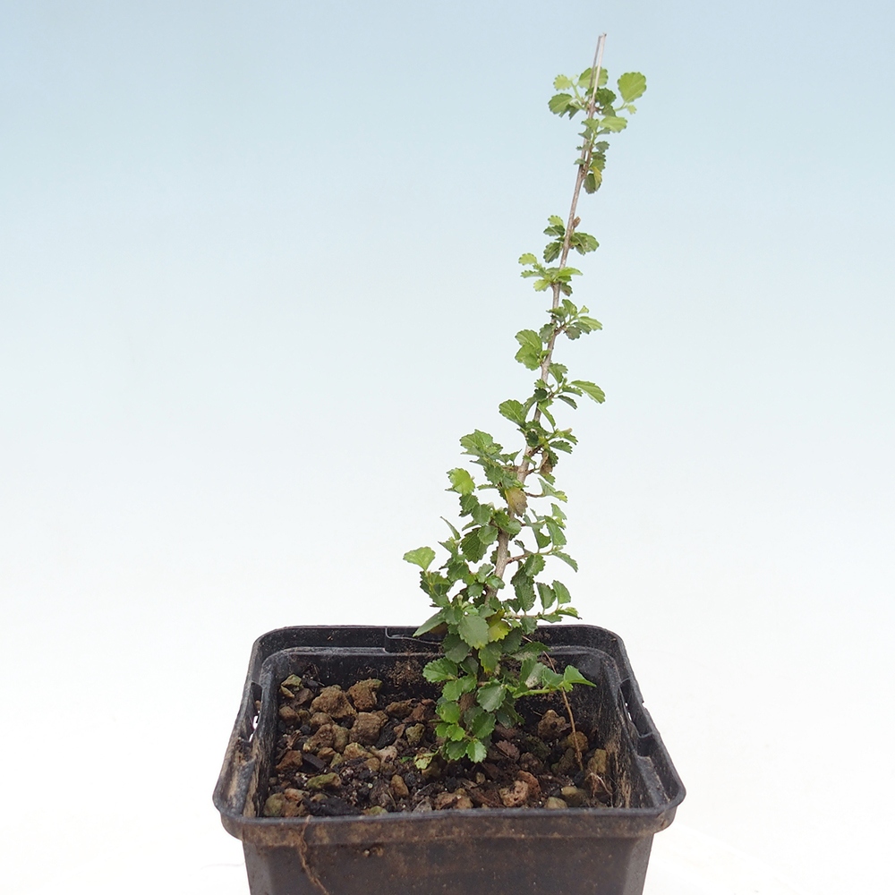 Bonsái de habitación - Grewia sp. - Grewia de hoja pequeña en contenedor