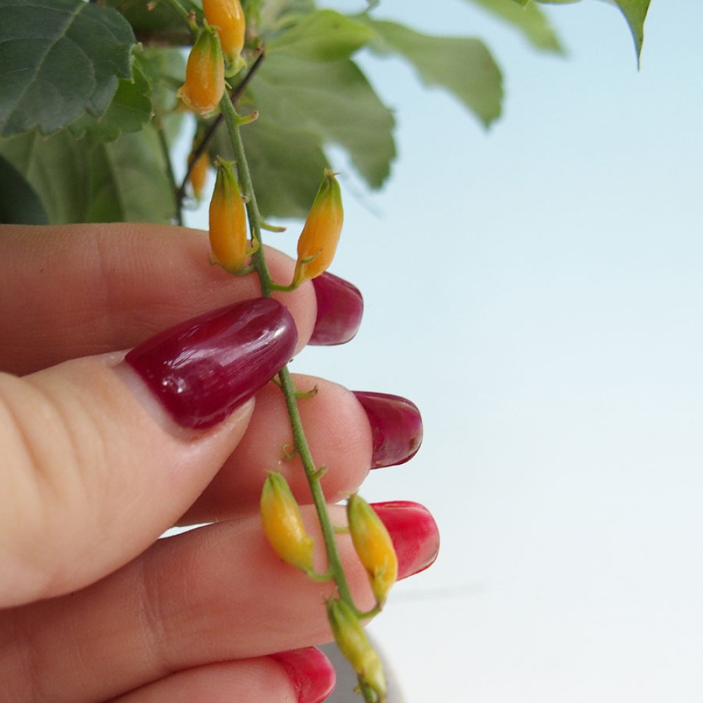 Bonsái de habitación - Duranta repens -Duranta