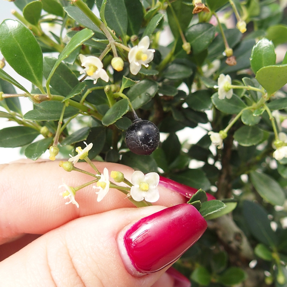 Bonsái de habitación - Ilex crenata - Acebo
