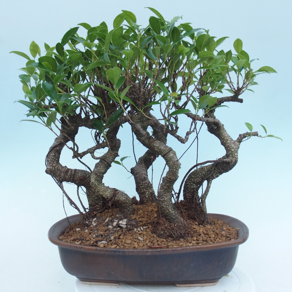 Bonsái de habitación - Ficus kimmen - ficus de hoja pequeña