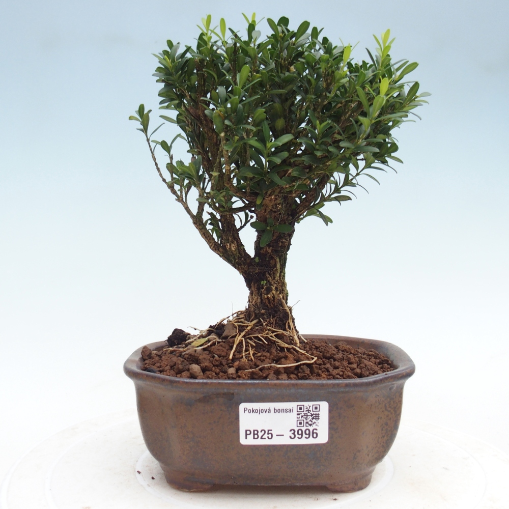 Bonsái de habitación - Buxus harlandii - buxus de corcho