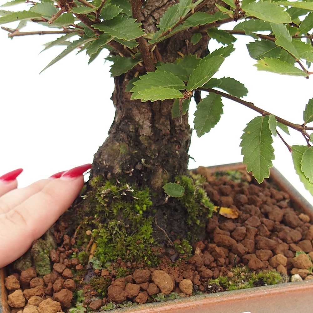 Bonsai de exterior - Zelkova - Zelkova NIRE